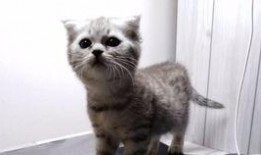 吃瓜喵本人,揭秘娱乐圈背后的那些事儿