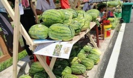 梁山嘉祥吃瓜,一场别开生面的“吃瓜”盛宴