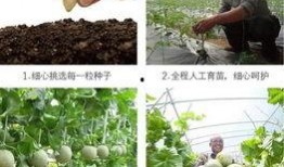 年终最惨的吃瓜,揭秘幕后真相与惊人反转