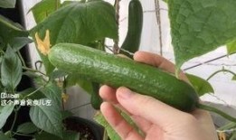 摘瓜怎么吃才好吃,解锁美味瓜果的多样食法