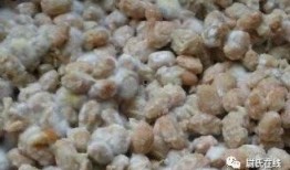 新乡延津吃瓜,探寻新乡特色美食之旅