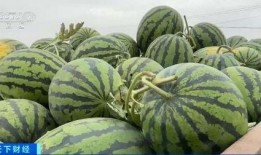 99元吃瓜事件,一场关于消费与公平的全民讨论