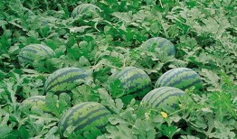 绿幕吃瓜群众图片素材,揭秘幕后制作背后的故事