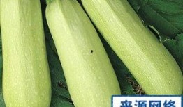 怀孕了可以吃白瓜吗,白瓜，孕妇的安心之选