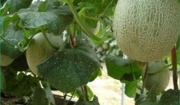 睡鼠吃哈密瓜吗,揭秘它们对哈密瓜的喜爱之谜