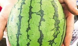 青岛学校吃瓜事件